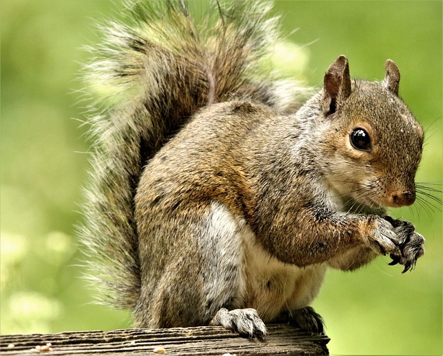 squirrel