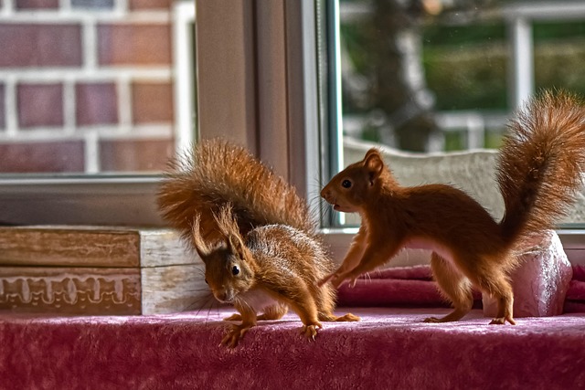squirrel