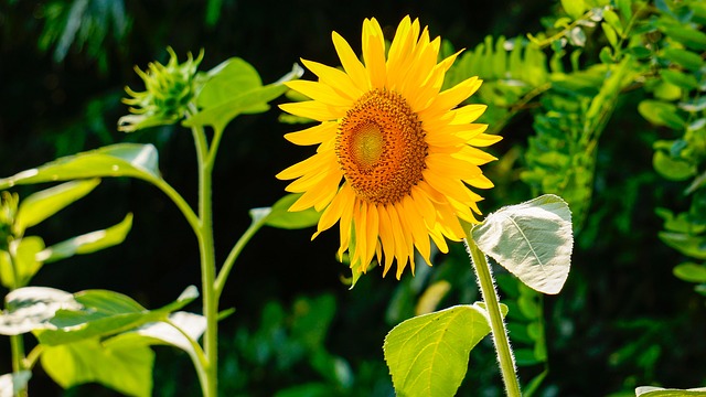 sunflower