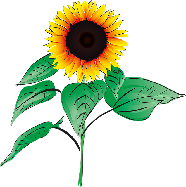 sunflower-640x480-10924708.png
