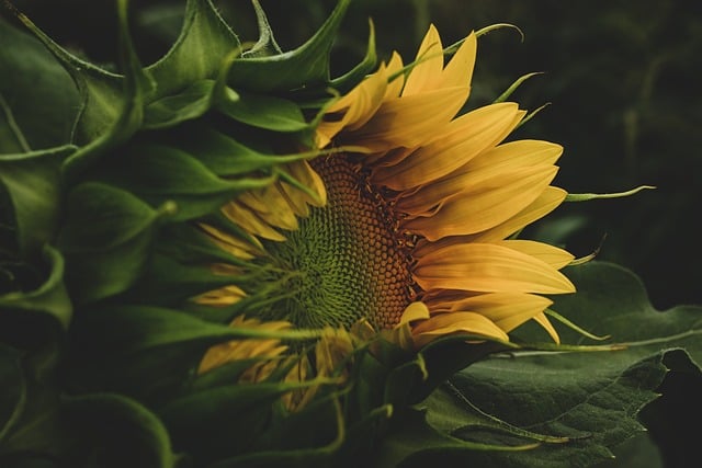 sunflower