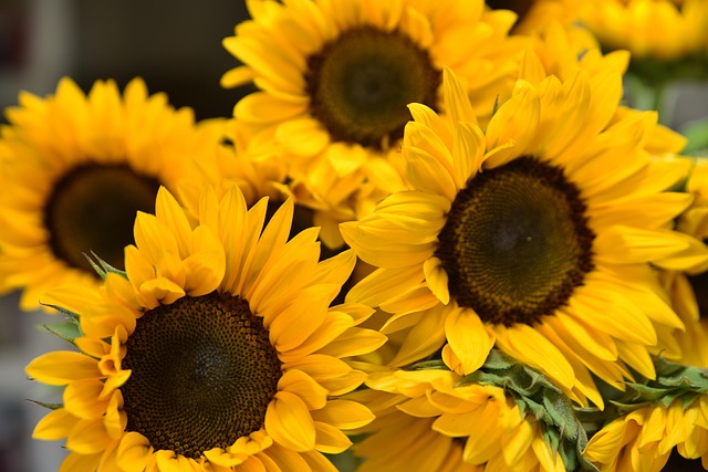 sunflower