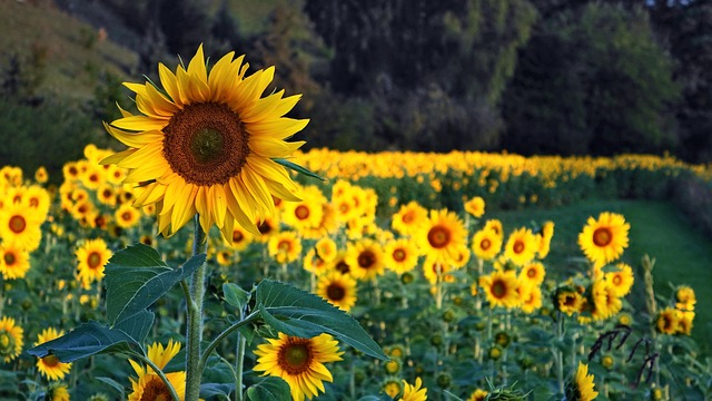 Save Big on High-Quality 25kg Sunflower Hearts with Natural Preservatives - Best Price in Bradford!