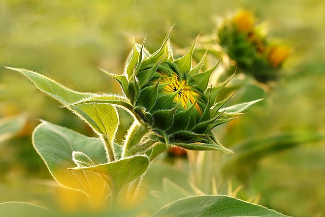 sunflower