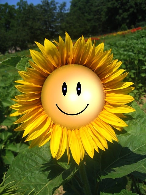 sunflower