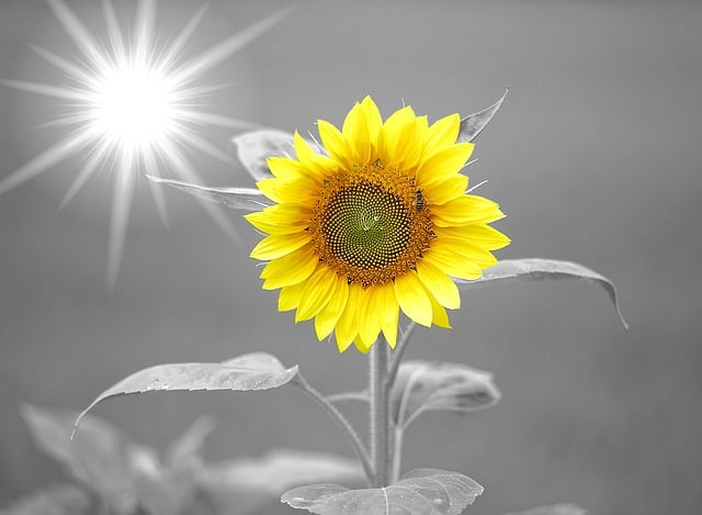 sunflower