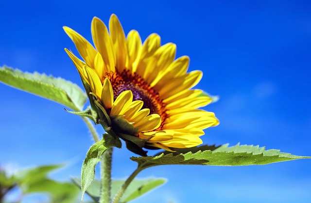Manchester's Cheapest 25kg Sunflower Hearts - Free Delivery!