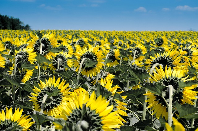 Bradford's Best Deal: Save Big on 25kg Sunflower Hearts & Free Delivery!