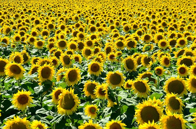 sunflower