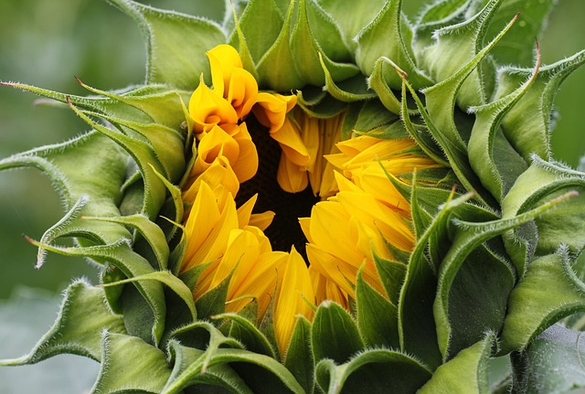 sunflower