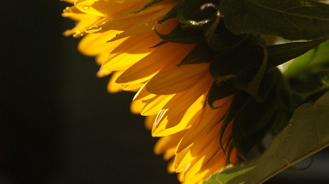 London's Top Source: Save Big on Bulk Sunflower Seeds &amp; Peanuts for Birds!
