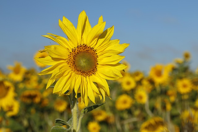 Feed Your Birmingham Birds This Winter: Top-Quality Sunflower Seeds, Save Now!