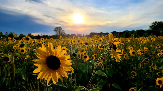 sunflower
