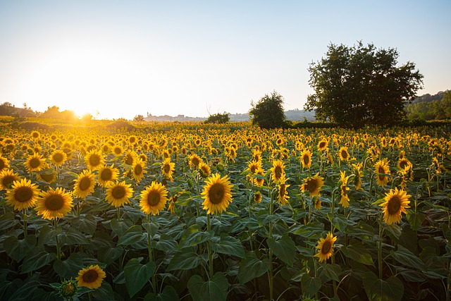 sunflower