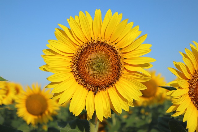sunflower