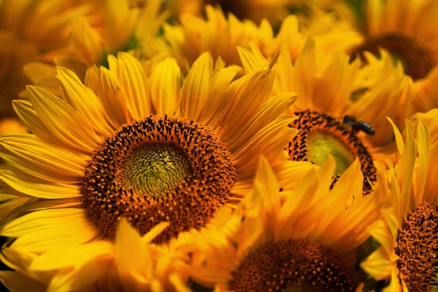 sunflower