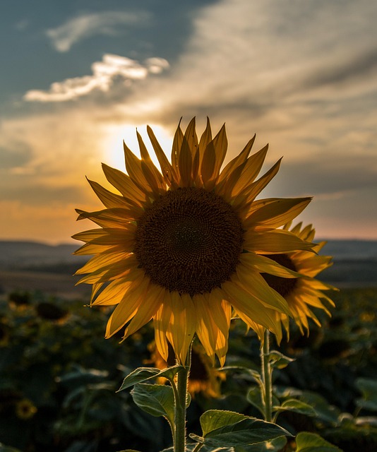 London's Top Deal: Free Delivery on High-Quality Sunflower Hearts for Your Feathered Friends!