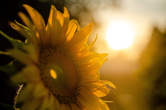 sunflower