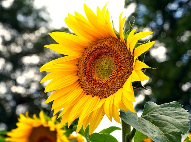 sunflower