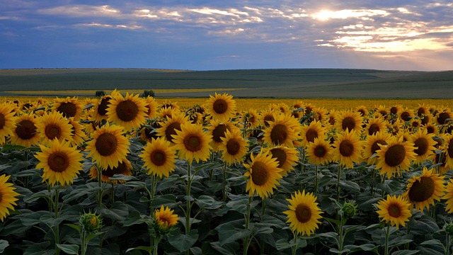 sunflower
