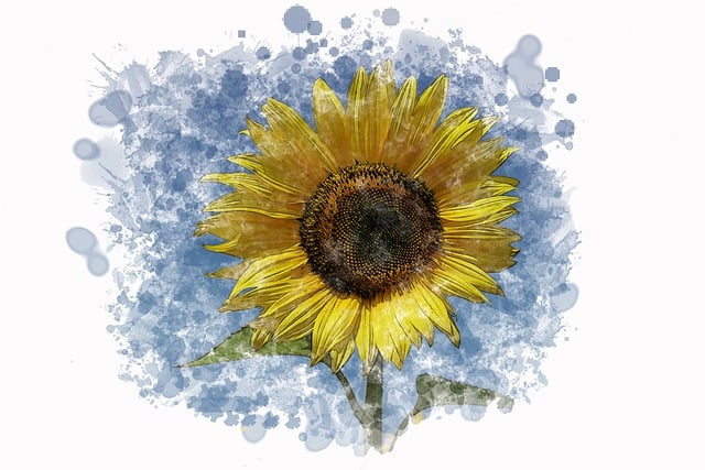 sunflower