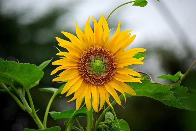 sunflower