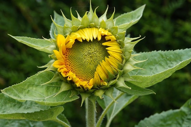 sunflower