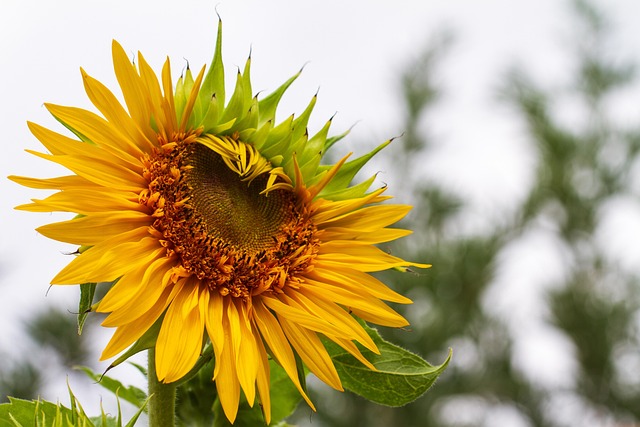 🌻 Save Big on Sunflower Hearts: 25kg Birmingham’s Best Bird Feed!