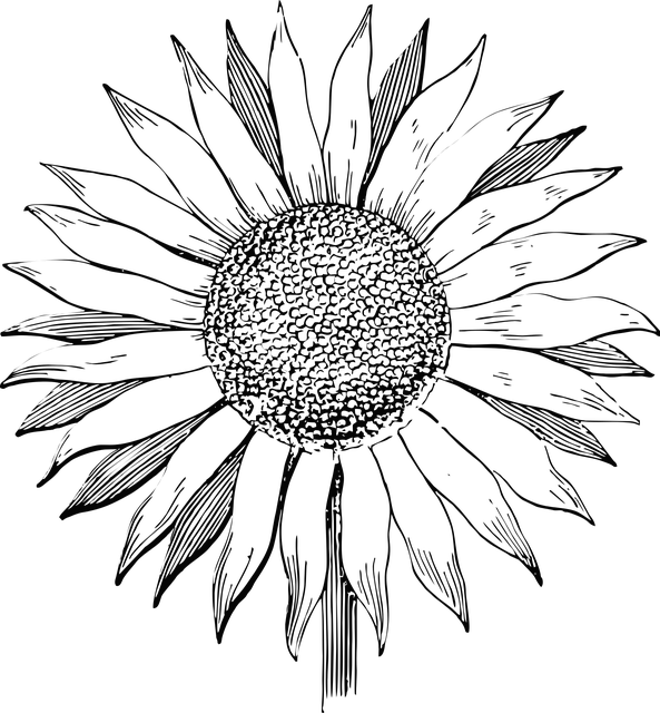 sunflower