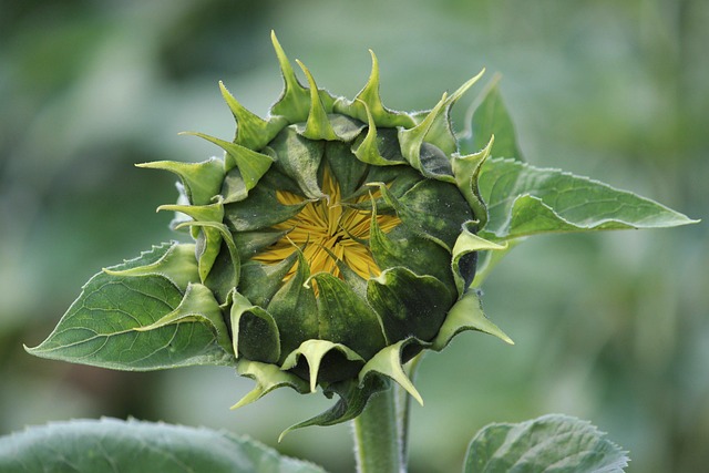 sunflower