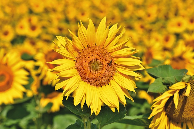 sunflower