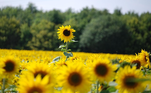 sunflower