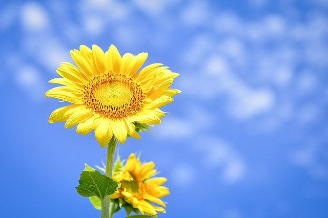 sunflower