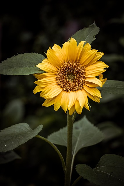 sunflower