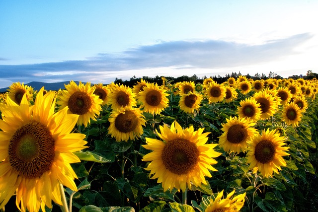 sunflower