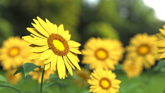 Boost Your Birds' Health: New, Premium Calcium Seeds in Birmingham!