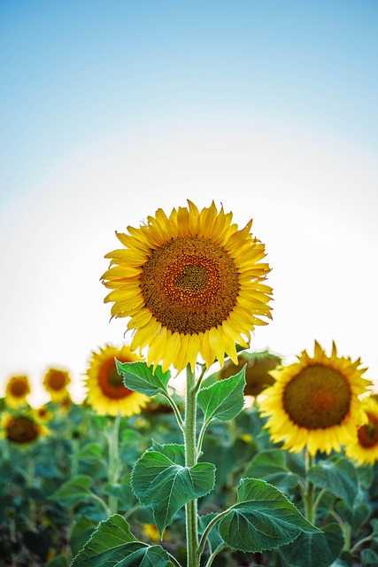 Attract More Birds, Save Big: Get Free Sunflower Seeds in Bristol Today!