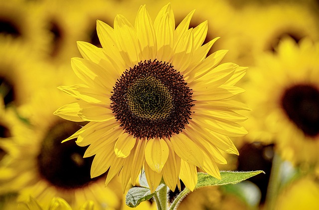 sunflower