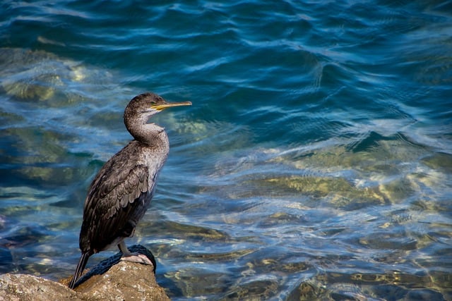 wild-bird-640x480-10585897.jpeg