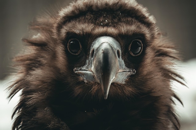Wild Bird