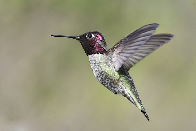 Wild Bird