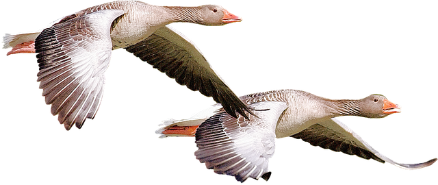 Wild Bird
