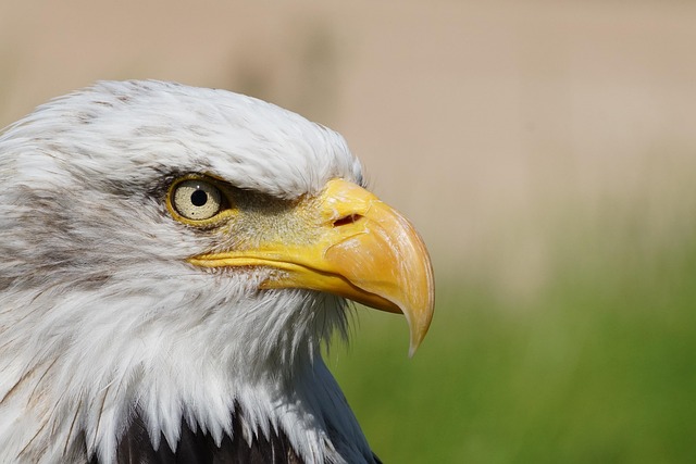 Wild Bird