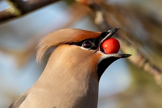 Wild Bird