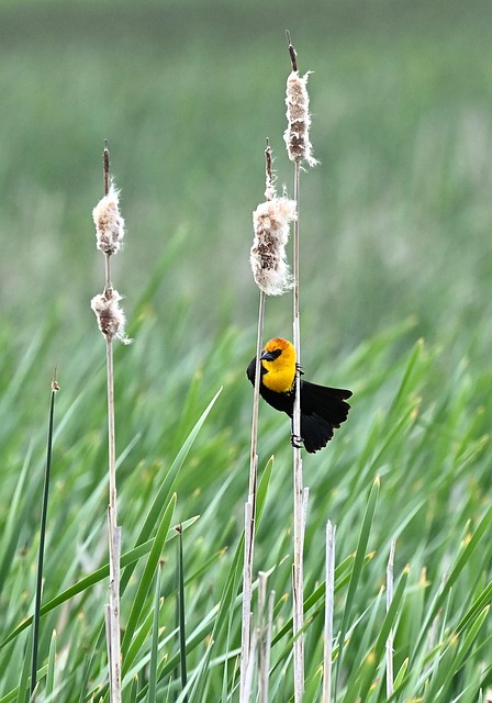 Wild Bird