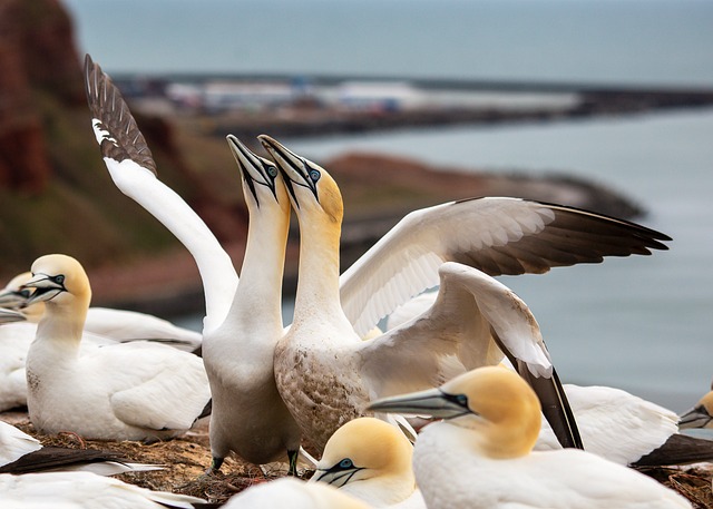 Wild Bird