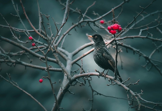 Transform Your Yard: Bulk Wild Bird Seed &amp; Easy Setup in Birmingham