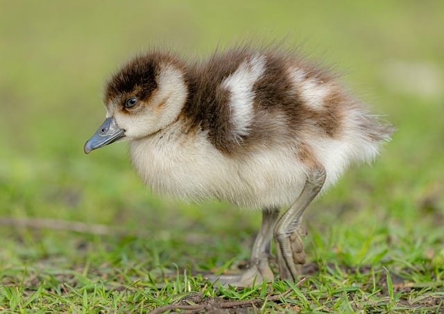 Wild Bird
