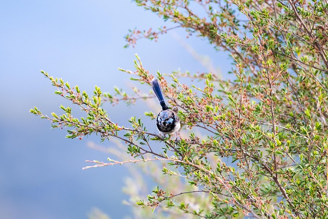 Wild Bird