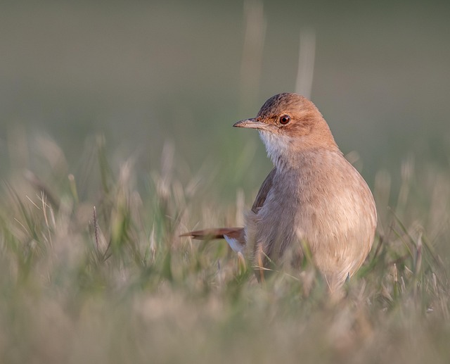 Wild Bird